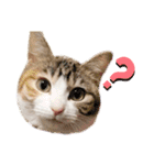 うちのゆるいねこ1（個別スタンプ：4）
