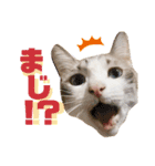 うちのゆるいねこ1（個別スタンプ：5）