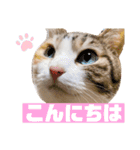 うちのゆるいねこ1（個別スタンプ：6）