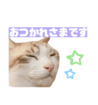 うちのゆるいねこ1（個別スタンプ：7）