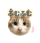うちのゆるいねこ1（個別スタンプ：8）