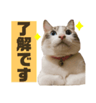 うちのゆるいねこ1（個別スタンプ：9）
