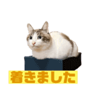 うちのゆるいねこ1（個別スタンプ：11）