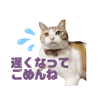 うちのゆるいねこ1（個別スタンプ：12）