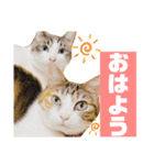 うちのゆるいねこ1（個別スタンプ：13）