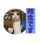 うちのゆるいねこ1（個別スタンプ：14）