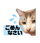 うちのゆるいねこ1（個別スタンプ：16）