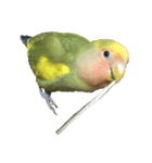 コザクラインコよもぎ♀（個別スタンプ：1）