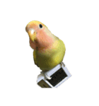 コザクラインコよもぎ♀（個別スタンプ：3）