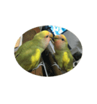 コザクラインコよもぎ♀（個別スタンプ：4）