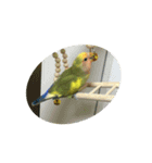 コザクラインコよもぎ♀（個別スタンプ：5）