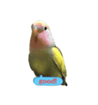 コザクラインコよもぎ♀（個別スタンプ：6）