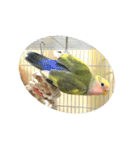 コザクラインコよもぎ♀（個別スタンプ：7）