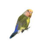 コザクラインコよもぎ♀（個別スタンプ：8）