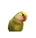 コザクラインコよもぎ♀（個別スタンプ：9）