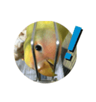 コザクラインコよもぎ♀（個別スタンプ：10）