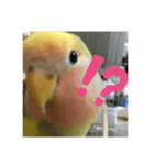 コザクラインコよもぎ♀（個別スタンプ：11）