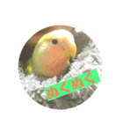 コザクラインコよもぎ♀（個別スタンプ：12）