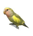コザクラインコよもぎ♀（個別スタンプ：13）