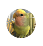 コザクラインコよもぎ♀（個別スタンプ：14）