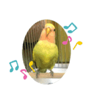 コザクラインコよもぎ♀（個別スタンプ：15）
