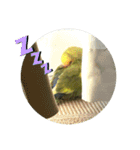 コザクラインコよもぎ♀（個別スタンプ：16）