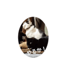 黒猫、白黒ねこ2（個別スタンプ：2）