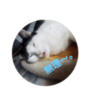 黒猫、白黒ねこ2（個別スタンプ：3）