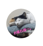 黒猫、白黒ねこ2（個別スタンプ：4）