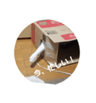 黒猫、白黒ねこ2（個別スタンプ：5）