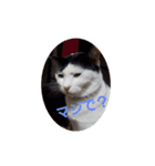 黒猫、白黒ねこ2（個別スタンプ：6）