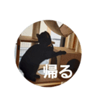黒猫、白黒ねこ2（個別スタンプ：7）