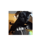 黒猫、白黒ねこ2（個別スタンプ：8）
