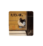 黒猫、白黒ねこ2（個別スタンプ：10）