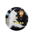 黒猫、白黒ねこ2（個別スタンプ：11）