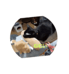 黒猫、白黒ねこ2（個別スタンプ：12）