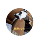 黒猫、白黒ねこ2（個別スタンプ：13）