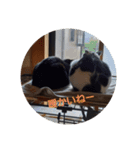 黒猫、白黒ねこ2（個別スタンプ：14）
