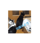 黒猫、白黒ねこ2（個別スタンプ：15）