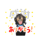 ミニチュアダックスのしんけんポッキー（個別スタンプ：1）
