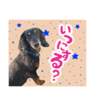 ミニチュアダックスのしんけんポッキー（個別スタンプ：3）