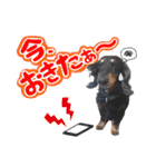ミニチュアダックスのしんけんポッキー（個別スタンプ：4）