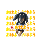 ミニチュアダックスのしんけんポッキー（個別スタンプ：10）
