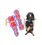 ミニチュアダックスのしんけんポッキー（個別スタンプ：13）