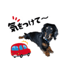 ミニチュアダックスのしんけんポッキー（個別スタンプ：14）
