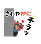 ミニチュアダックスのしんけんポッキー（個別スタンプ：17）
