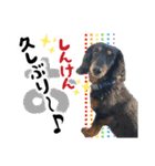 ミニチュアダックスのしんけんポッキー（個別スタンプ：20）