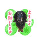 ミニチュアダックスのしんけんポッキー（個別スタンプ：23）