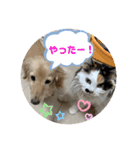 コロン美里音スタンプ①（個別スタンプ：1）