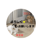 コロン美里音スタンプ①（個別スタンプ：2）